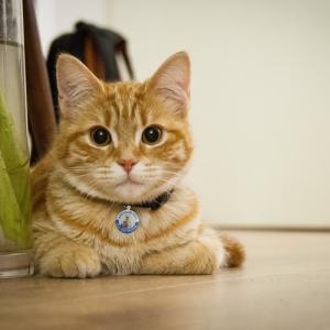 Személyre szabott kutya címkék és macska címkék rozsdamentes acél intelligens kisállat azonosító címke QR kód beolvasott GPS hely