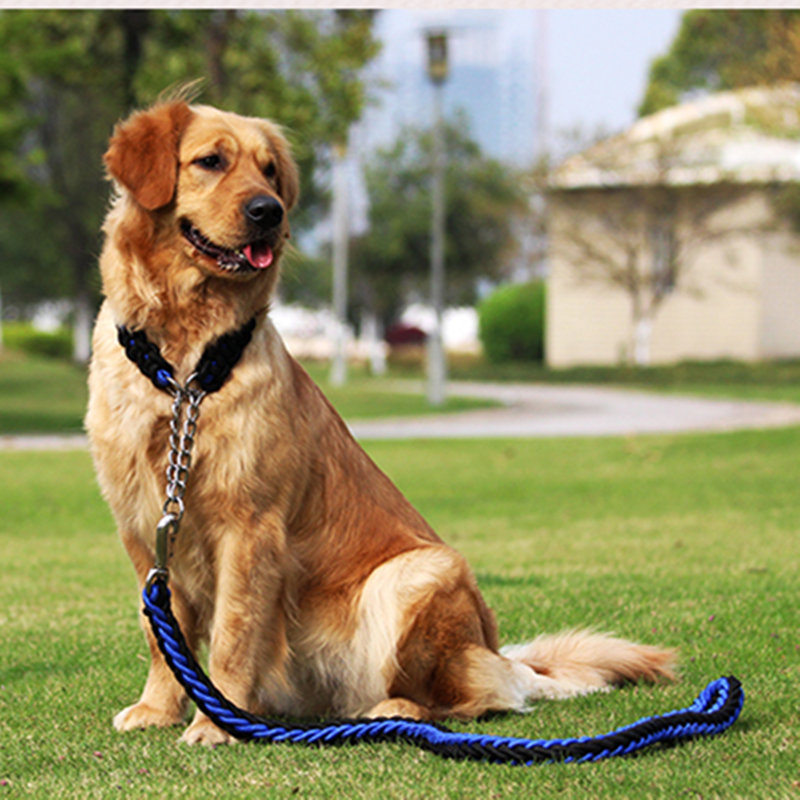 hogyan kell gondoskodni egy kutyája?mit csinál egy kutya megeszi a pregn