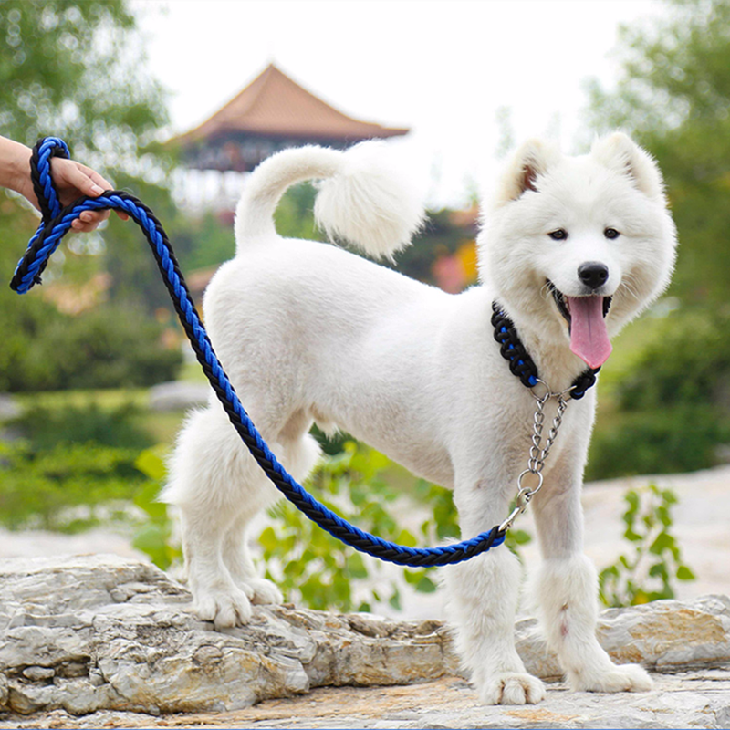 tippek a kutya körmök tisztítás