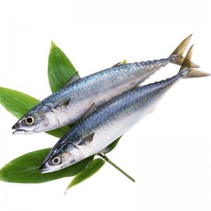 Fagyasztott makréla egészben