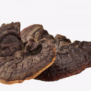 Ganoderma lucidum