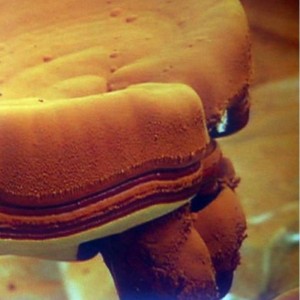 Ganoderma spórák