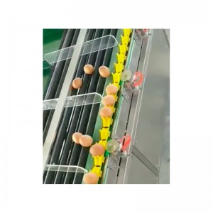 WF100 Egg elektronikus Weighing Grader
