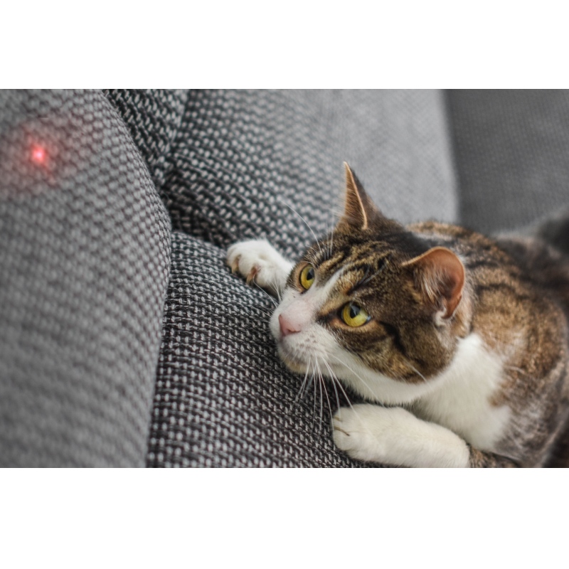 Smart Laser Cat Treater