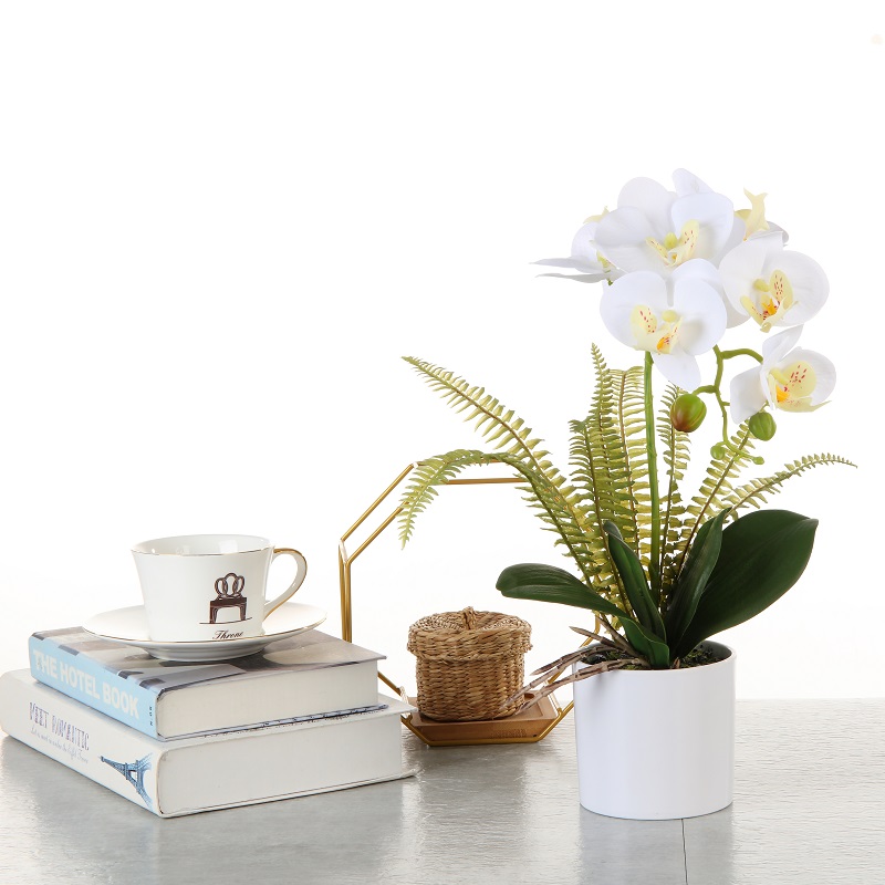 gyári közvetlen ellátás orchidea a potban