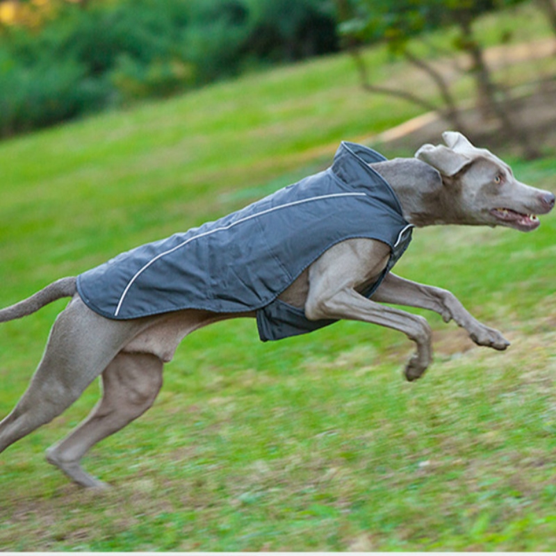 OEM/ODM Aranyos kis kutya kapucnis kabát Pet vászon pulóver Puppy Cat pulóver Dog vászon Nagyker Dog Télikabát