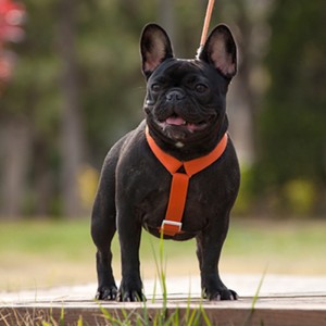 2022 új stílusú színes kutya hám és póráz set többpontos állítható és vontatási kapcsolat kutya hám