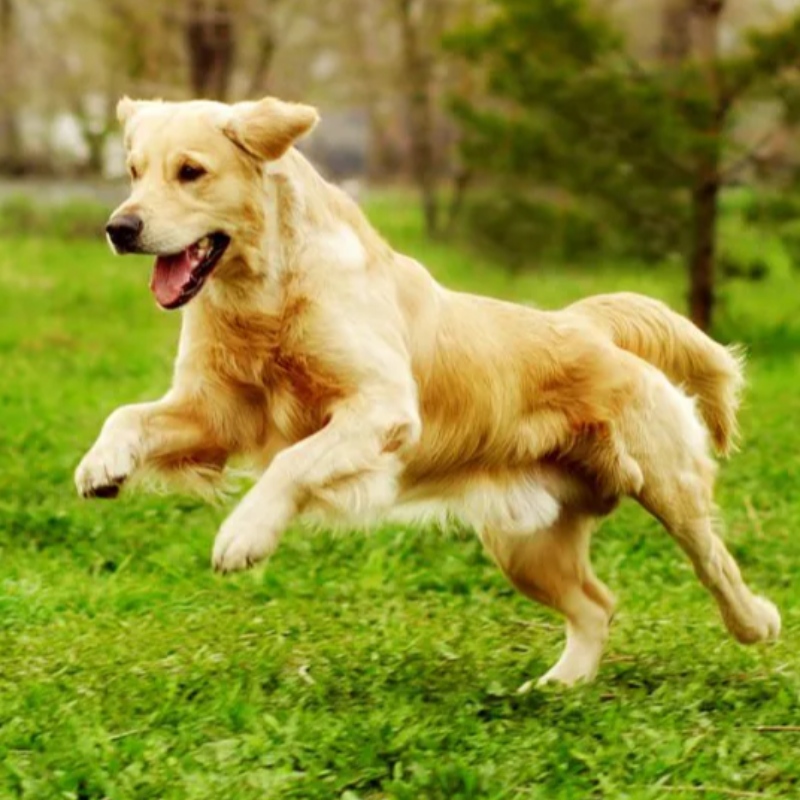 7 Az alapvető parancsok, amelyeket kutyájának tudnia kell