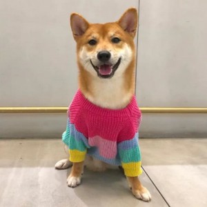 Gyártó egyedi téli pamut kötött macskák kabát pulóver háziállatokhoz